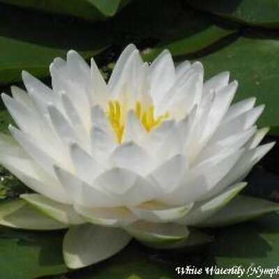 White lotus in water